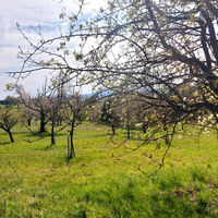 Streuobstwiesen im Albtal