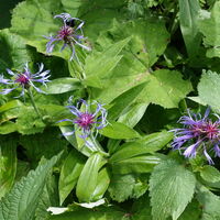 Flora