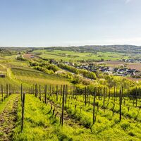 Weinberge bei Ehlingen
