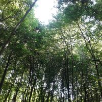 Vegetation