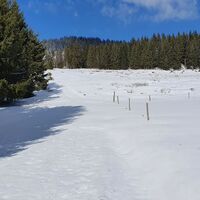 3.7 km Abkürzer links am Wald entlang ...