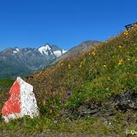 In der Ferne taucht der Großglockner aus einem Meer von Blumen auf.