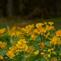 die Sumpfdotterblumen wachsen flächendeckend...