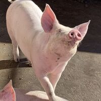 Glückliches Schwein