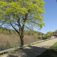 Kurz vor dem Eichrüttehof.