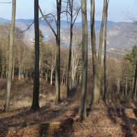 am Waldweg Blick nach West