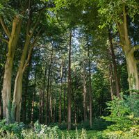 Der geheimnisvolle und imposante Beverner Wald
