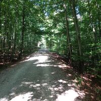 Weg durch den Langenrainer Wald
