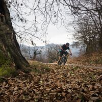 Forstweg zwischen Kastanienbäumen