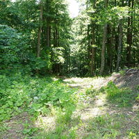 am Rückweg um die Ruine Abstieg