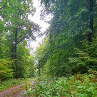 Qualitätstour Wilde Burschen (La 1 + LRR Eichenwald)