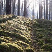 Schattenspiel im Nadelwald