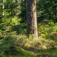 Natur pur