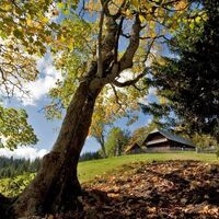 Herbst in der Waldheimat
