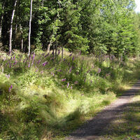 Oberer Berggrabenweg