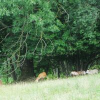 Tiere nahe Gehöft Bols