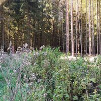 Von Schmieritz zu Fiedelmann und Bauernholz