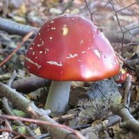Roter Fliegenpilz im Wald bei Willingen