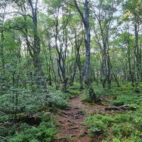 moorpfad-ormont-6