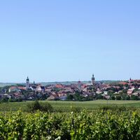 Weinreben Retz