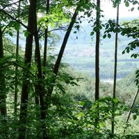 Donaublick durch den Wald