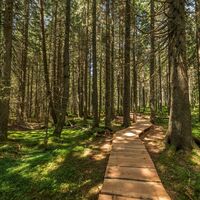 Holzstege und Brücken führen durch das Taubenmoos