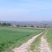 Rehe vor Niederhollabrunn