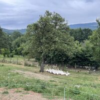 .. an flüchtenden Gänsen (und dahinter tiefenentspannten Hendln) vorbei ..
