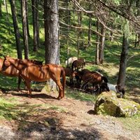 Pferde weiden im Wald