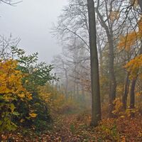 Ohrdruf Herbst im Wäldchen