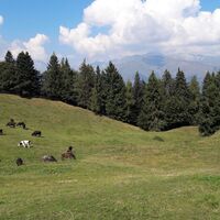 Almwiesen von Malga Cap