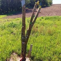 Seltsame Wesen am Wegesrand