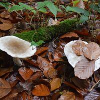 Pilze auf Waldboden