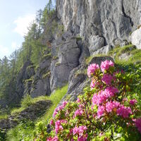 Alpenrosen wohin man schaut