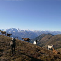 ein paar schmusebedürftige Ziegen treffen wir an