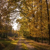 Im Pöllwitzer Wald