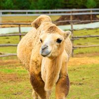 Camel Safari Park