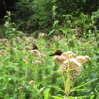Salzgitter Höhenzug, Wanderweg 30 Schmetterlingsfeld im Sommer