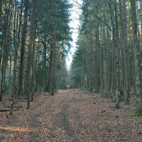 Angenehmer Waldboden vorm Gipfel