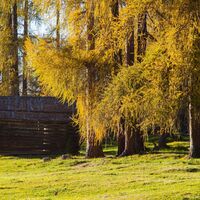 Herbst Laerchen.jpg