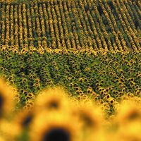 Sonnenblumenfeld