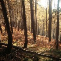 Wälder am Fuße des Castelluzzo