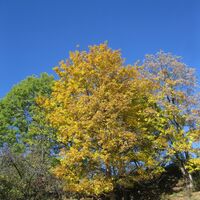 Semmeringwanderung