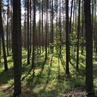 Kiefernwald auf dem Naturlehrpfad Pulkkilanharju