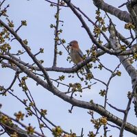 ein kleiner Begleiter am Wegesrand