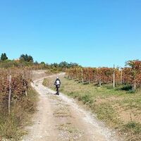 Albugnano (AT) Weinberge