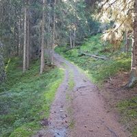 Wunderschöner Waldpfad auf die Planai - der Wanderweg #50