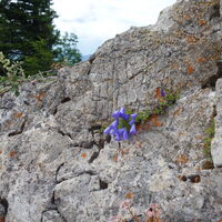 Flora mit Aussicht