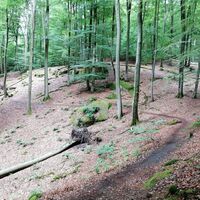 Durch den Buchenwald auf einem Pfad