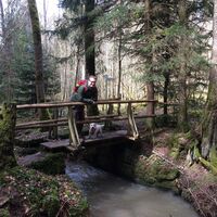 Brücke im Wald